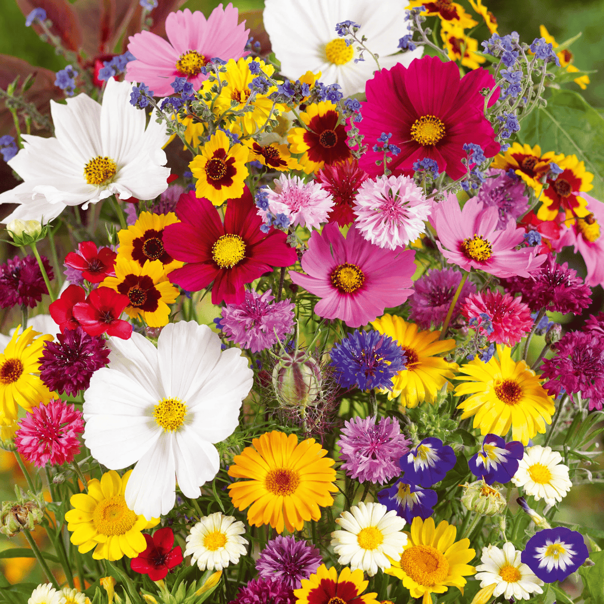 BlomsterMix™ Blomsterfrø i 30 forskellige sorter