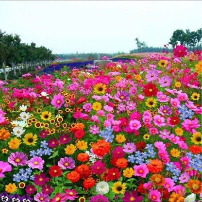 BlomsterMix™ Blomsterfrø i 30 forskellige sorter