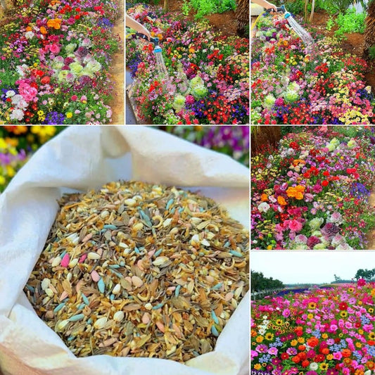 BlomsterMix™ Blomsterfrø i 30 forskellige sorter