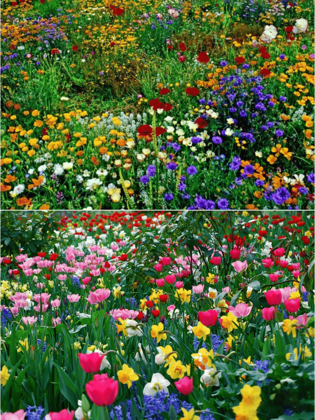 BlomsterMix™ Blomsterfrø i 30 forskellige sorter