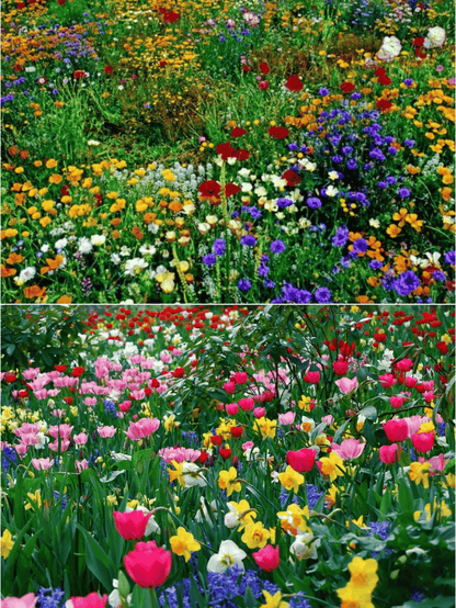 BlomsterMix™ Blomsterfrø i 30 forskellige sorter