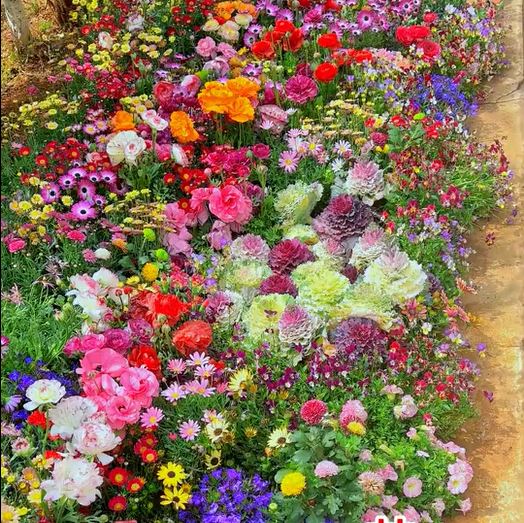 BlomsterMix™ Blomsterfrø i 30 forskellige sorter
