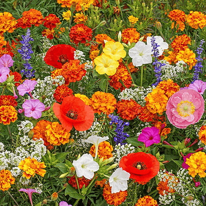 BlomsterMix™ Blomsterfrø i 30 forskellige sorter