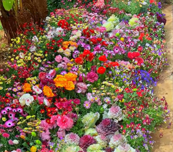 BlomsterMix™ Blomsterfrø i 30 forskellige sorter