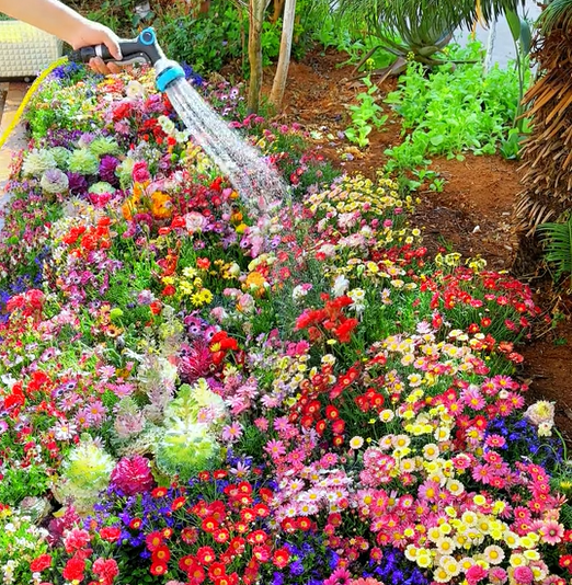 BlomsterMix™ Blomsterfrø i 30 forskellige sorter